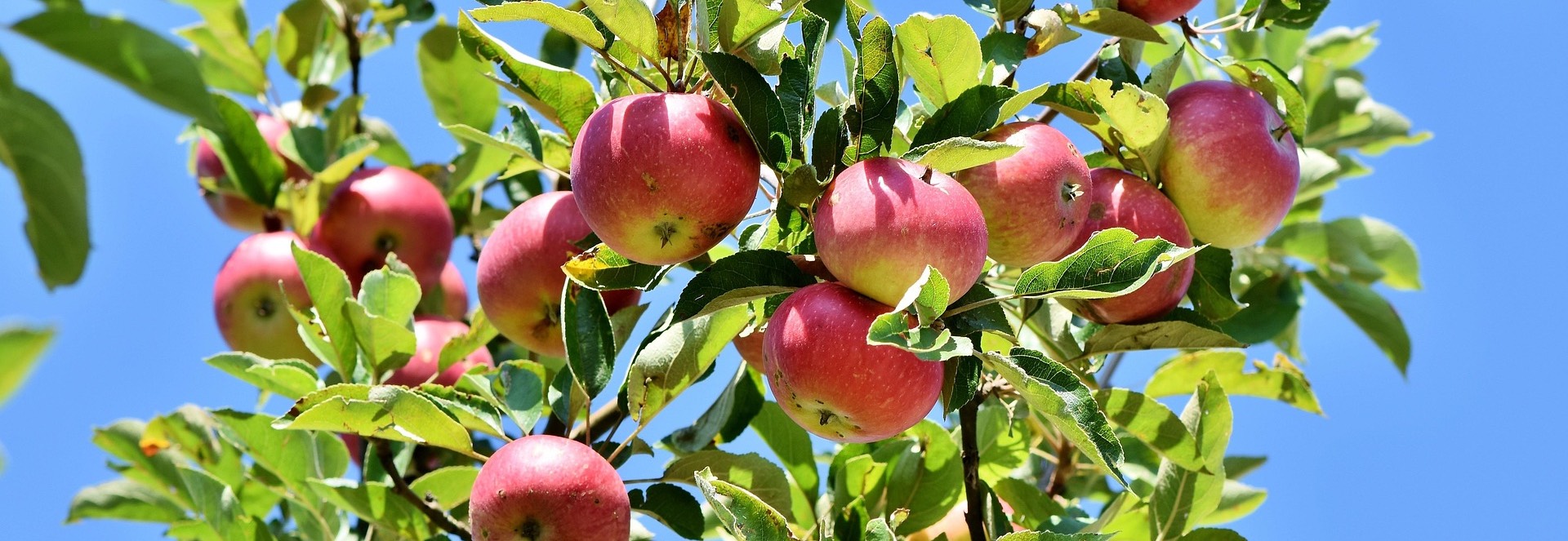Talhof Obstbau